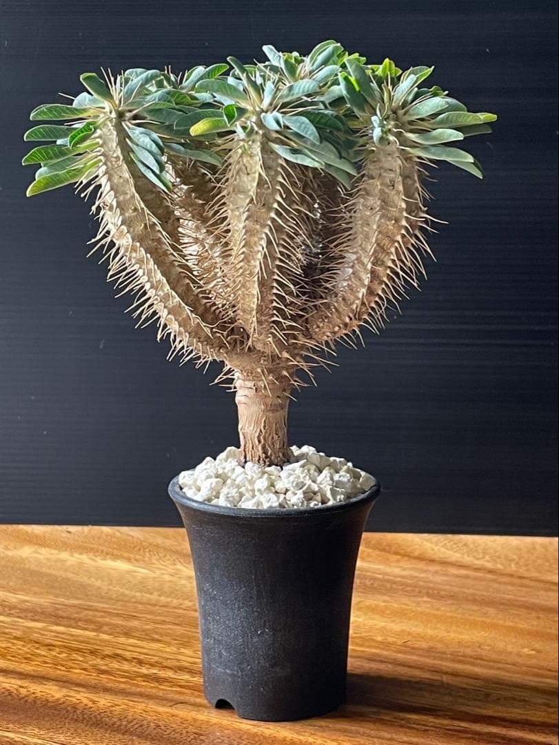 ユーフォルビア　ギラウミニアナ実生