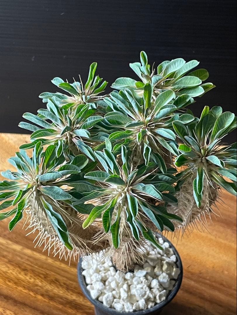 ユーフォルビア　ギラウミニアナ実生