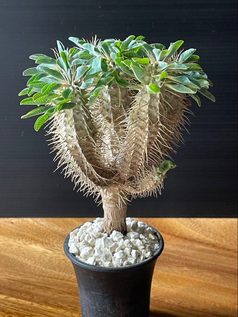 ユーフォルビア　ギラウミニアナ実生