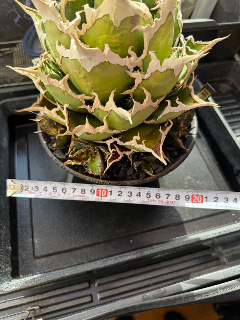 ＊＊＊＊　カタチ製作所　鉢のみ