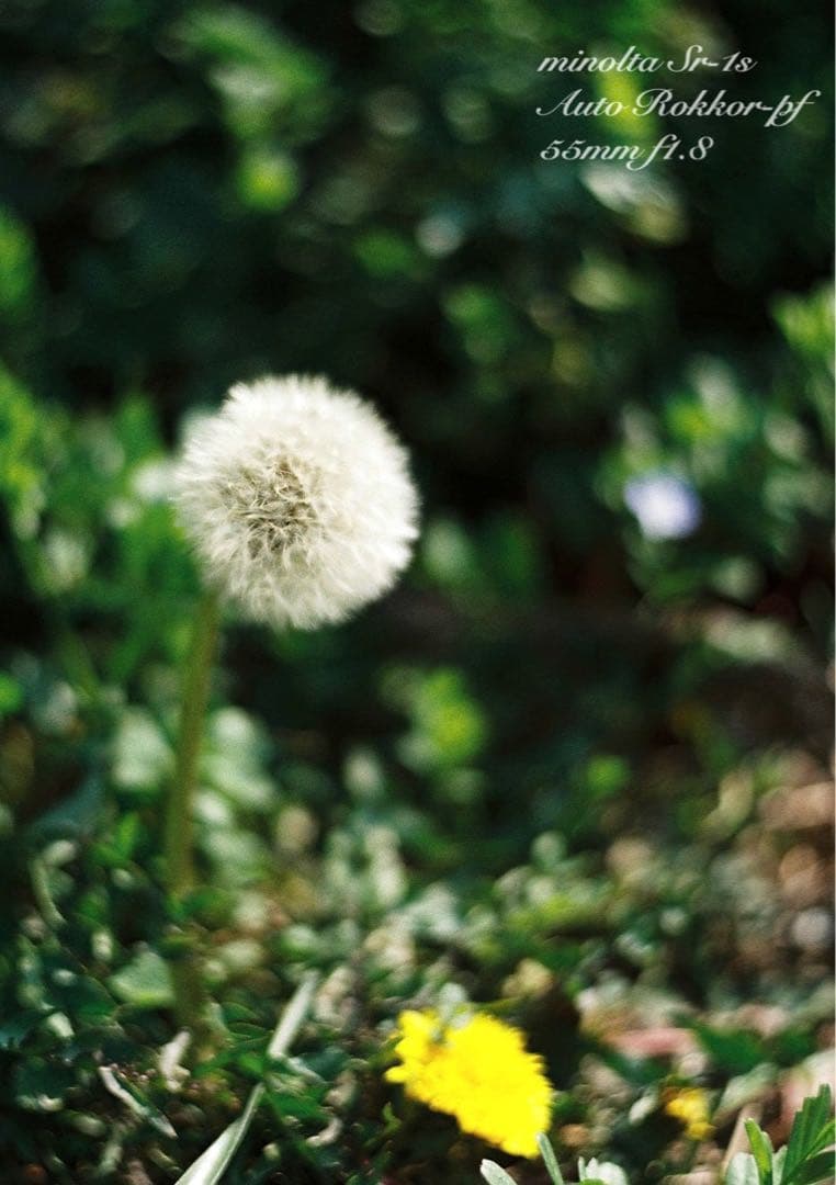 完動品＊美品＊初期保証★minolta Sr-1s&ロッコールレンズ★作例多数