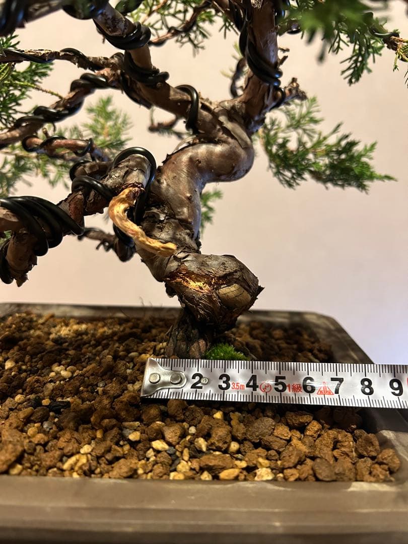 糸魚川真柏　盆栽　貴風盆栽　神舎利　捻転　樹齢約30年