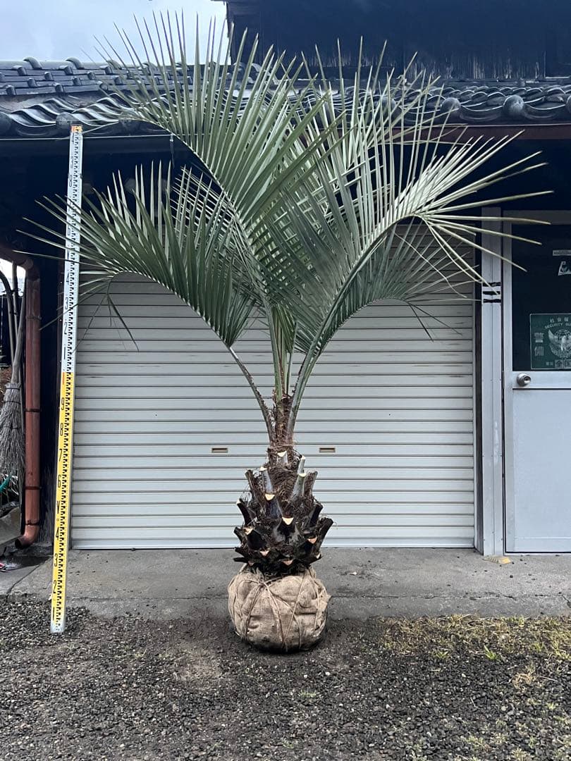 ココスヤシ　幹太極上シルバーリーフ　カルフォルニアスタイル　送料込み価格