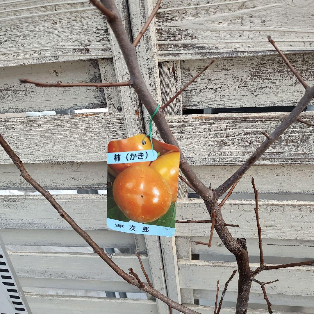 ドットさま専用