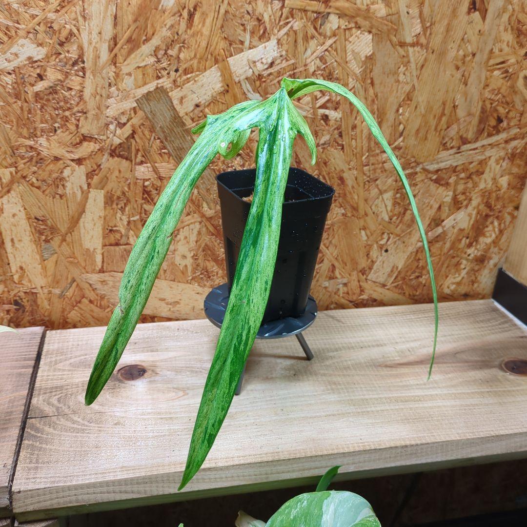 N*S様 Philodendron Holtonianum variegated