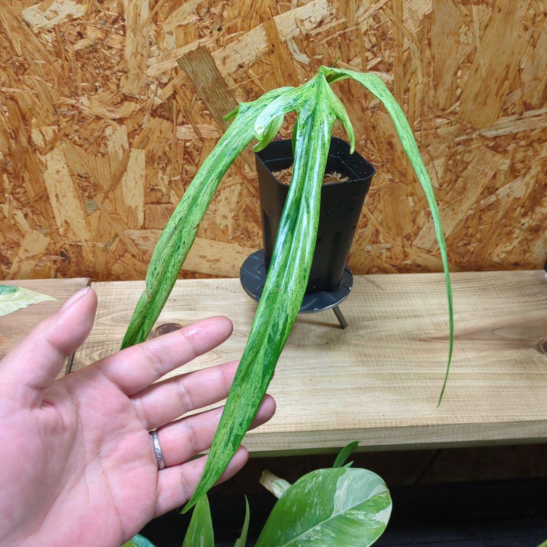 N*S様 Philodendron Holtonianum variegated