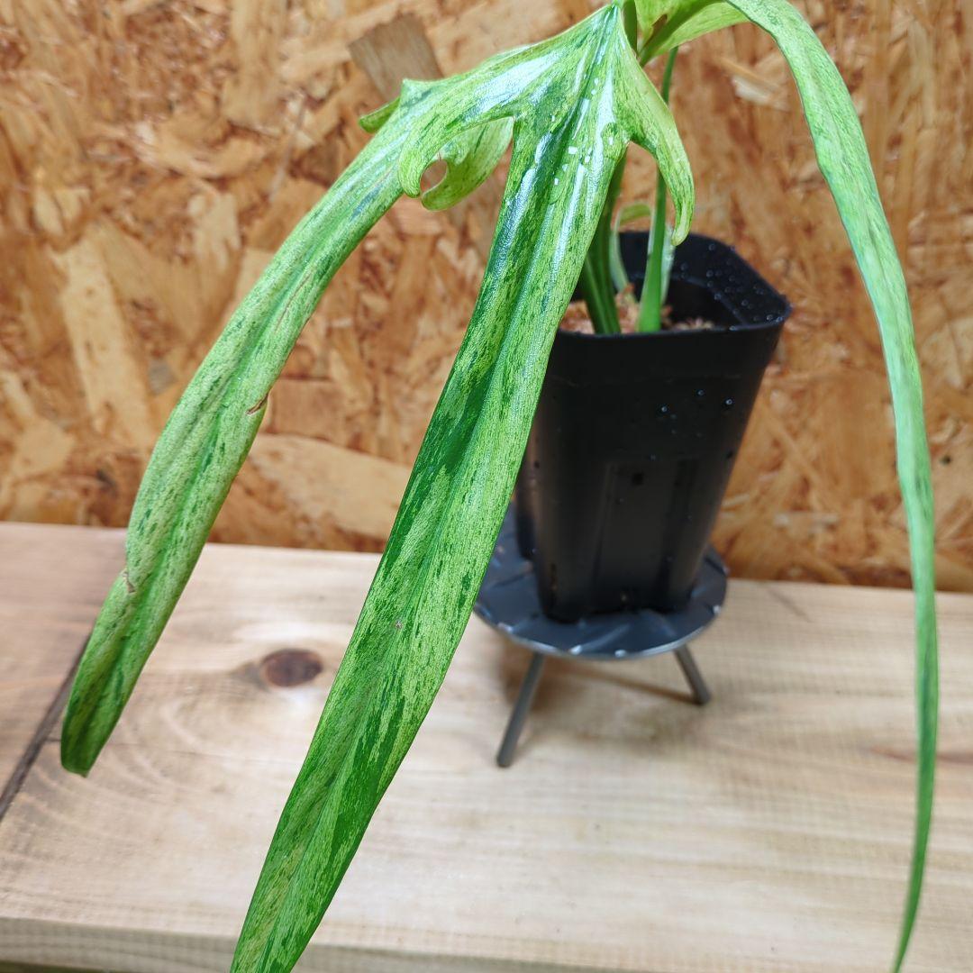 N*S様 Philodendron Holtonianum variegated