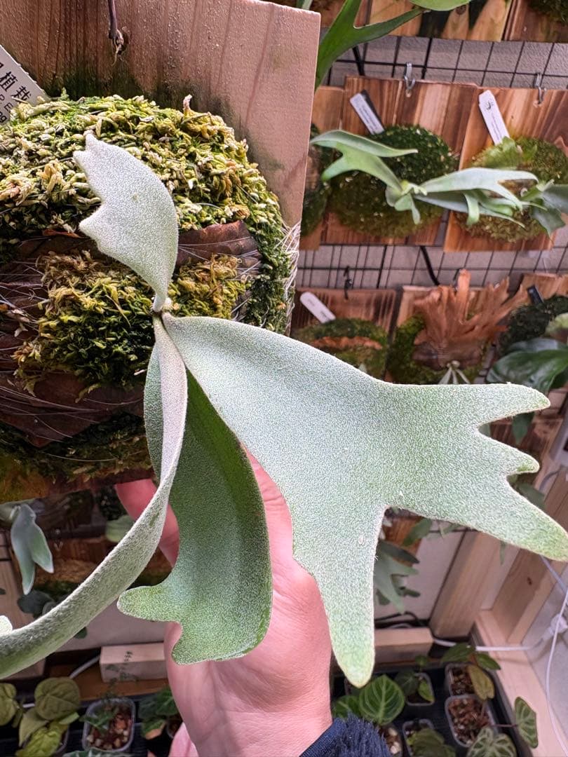 OMEGA×Emma 12田植栽