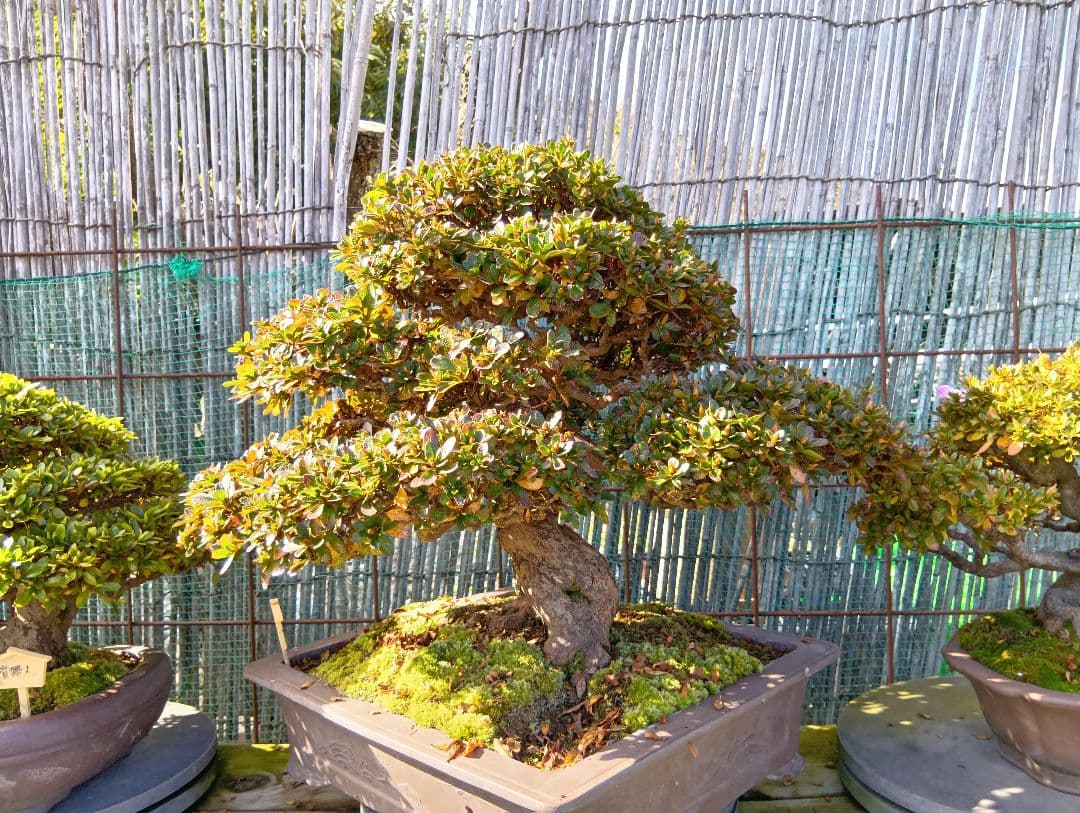 ‼️盆栽‼️皐月盆栽‼️深山満月‼️