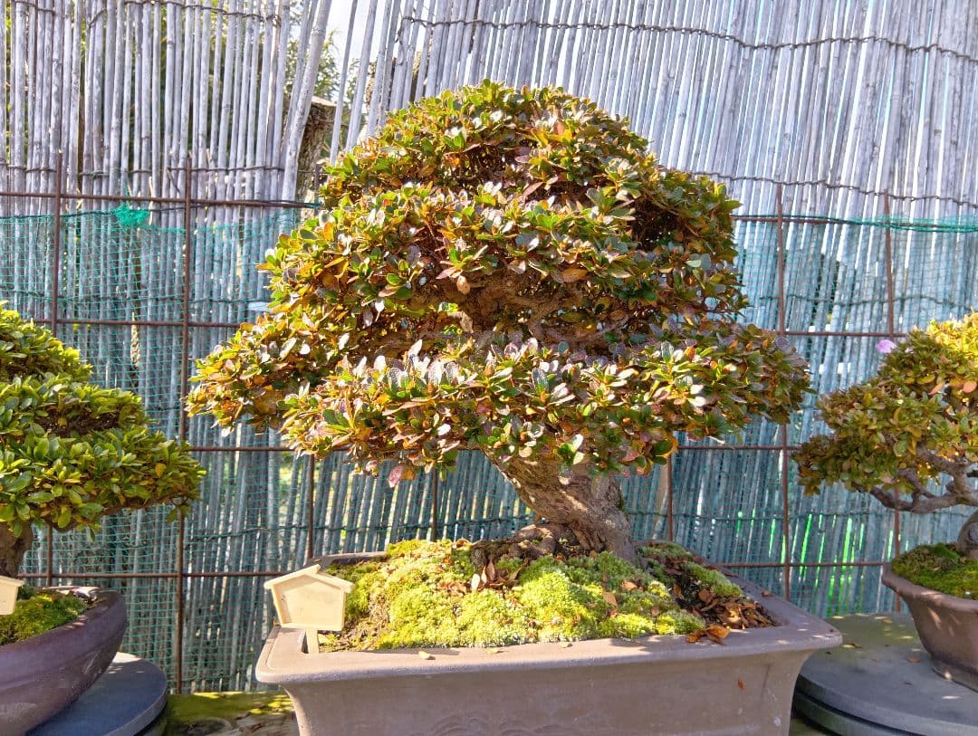 ‼️盆栽‼️皐月盆栽‼️深山満月‼️