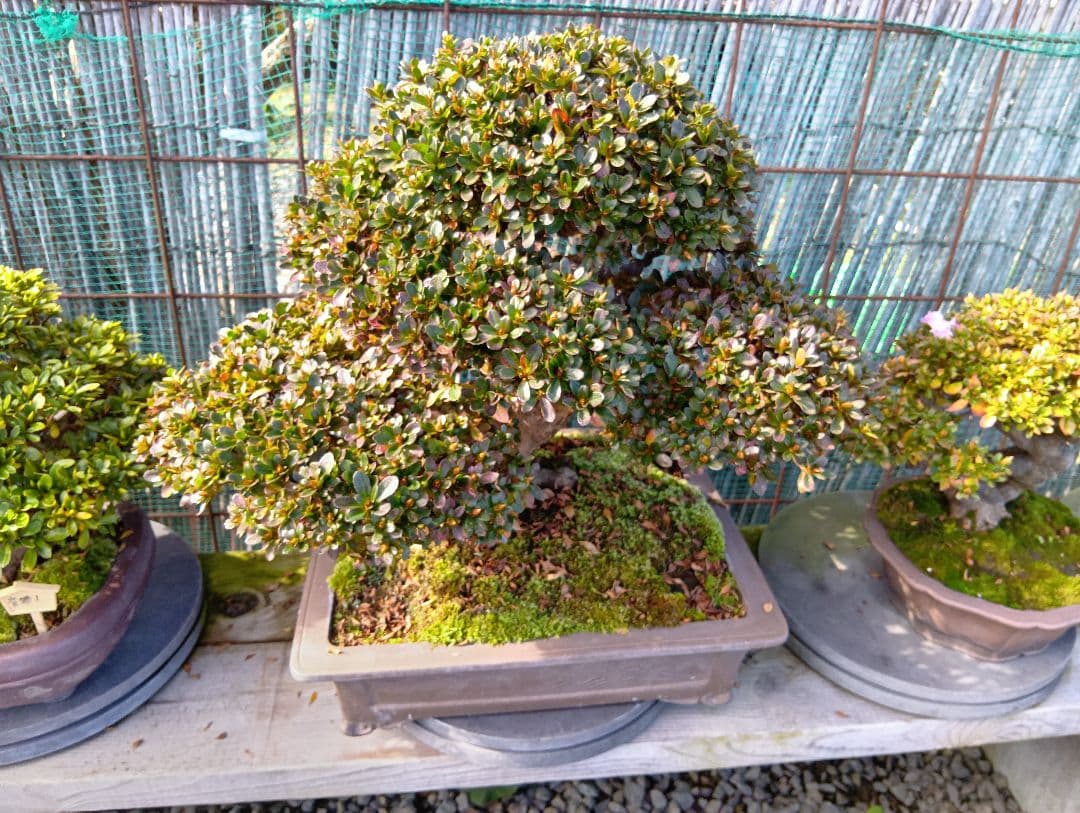 ‼️盆栽‼️皐月盆栽‼️深山満月‼️