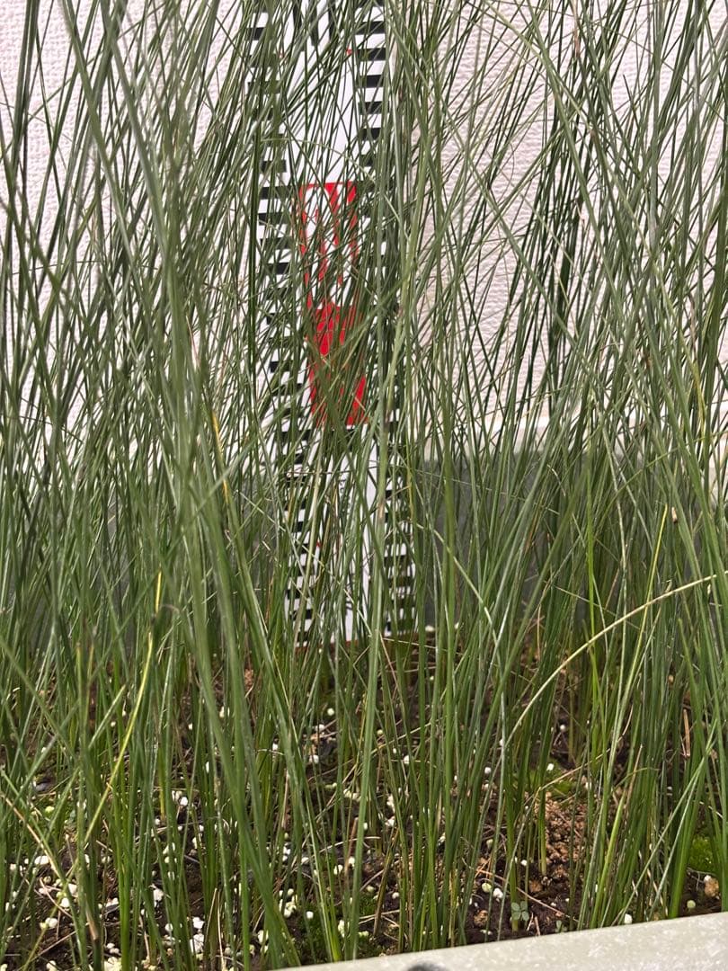 アオイトキさん専用　コスパ最強★極上クサントロエア・プレイシー /