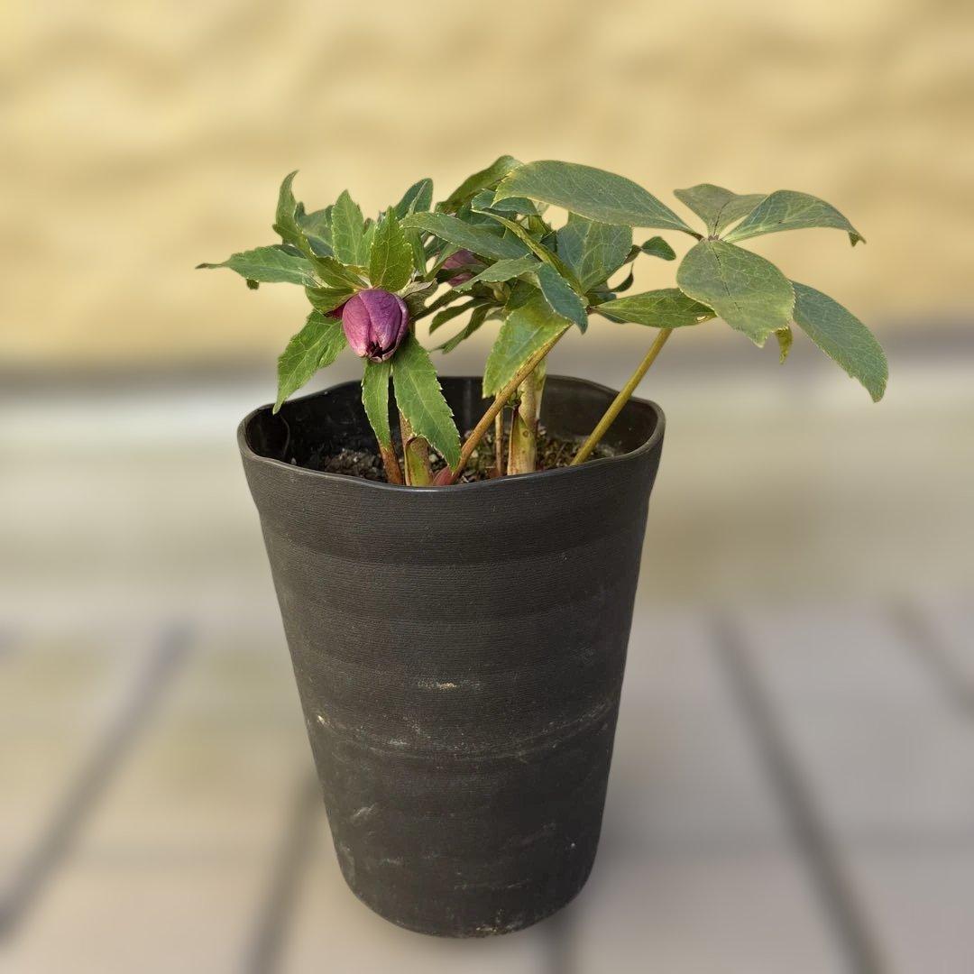 広瀬園芸　ソレイユ系オーレアグラデーションdd開花株　多弁　クリスマスローズ