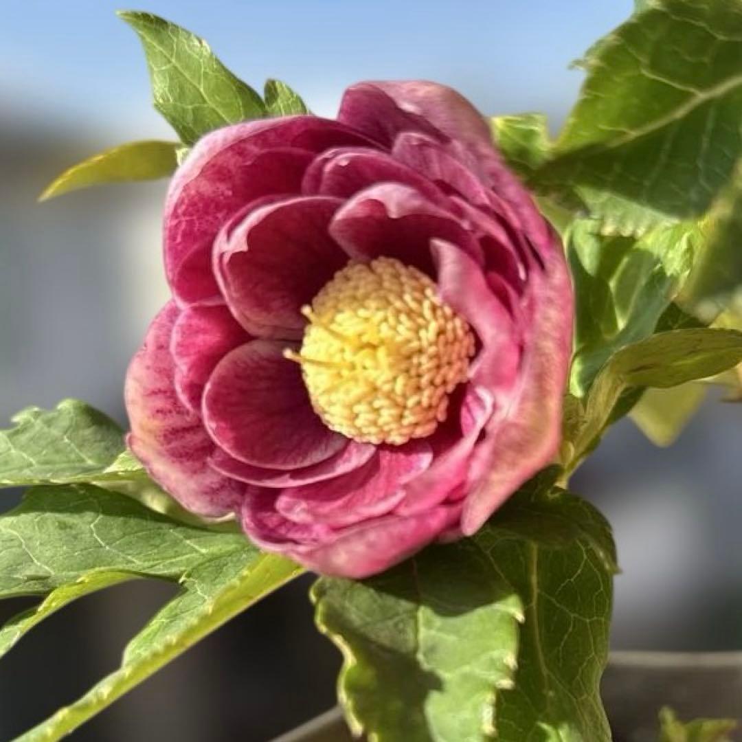 広瀬園芸　ソレイユ系オーレアグラデーションdd開花株　多弁　クリスマスローズ