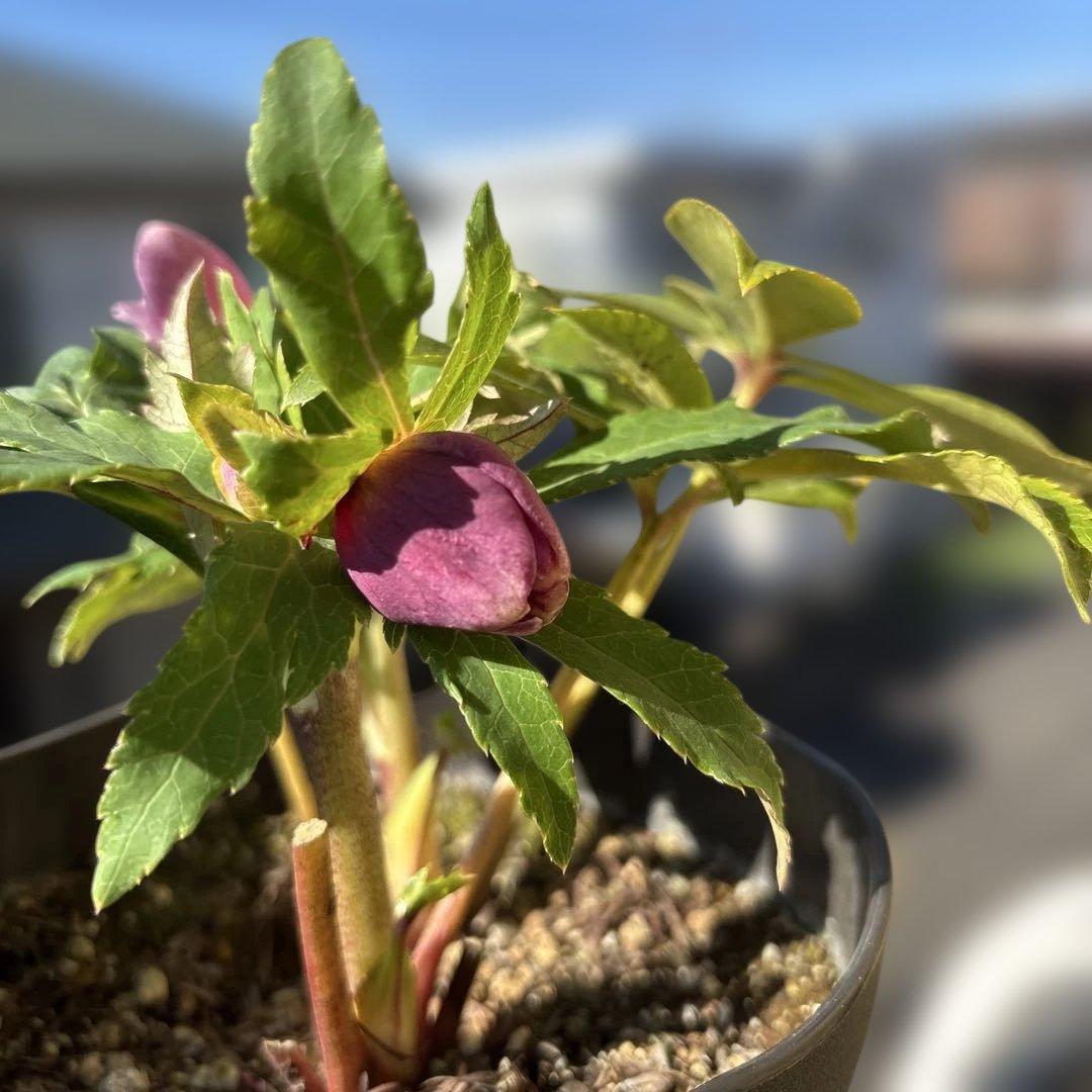 広瀬園芸　ソレイユ系オーレアグラデーションdd開花株　多弁　クリスマスローズ