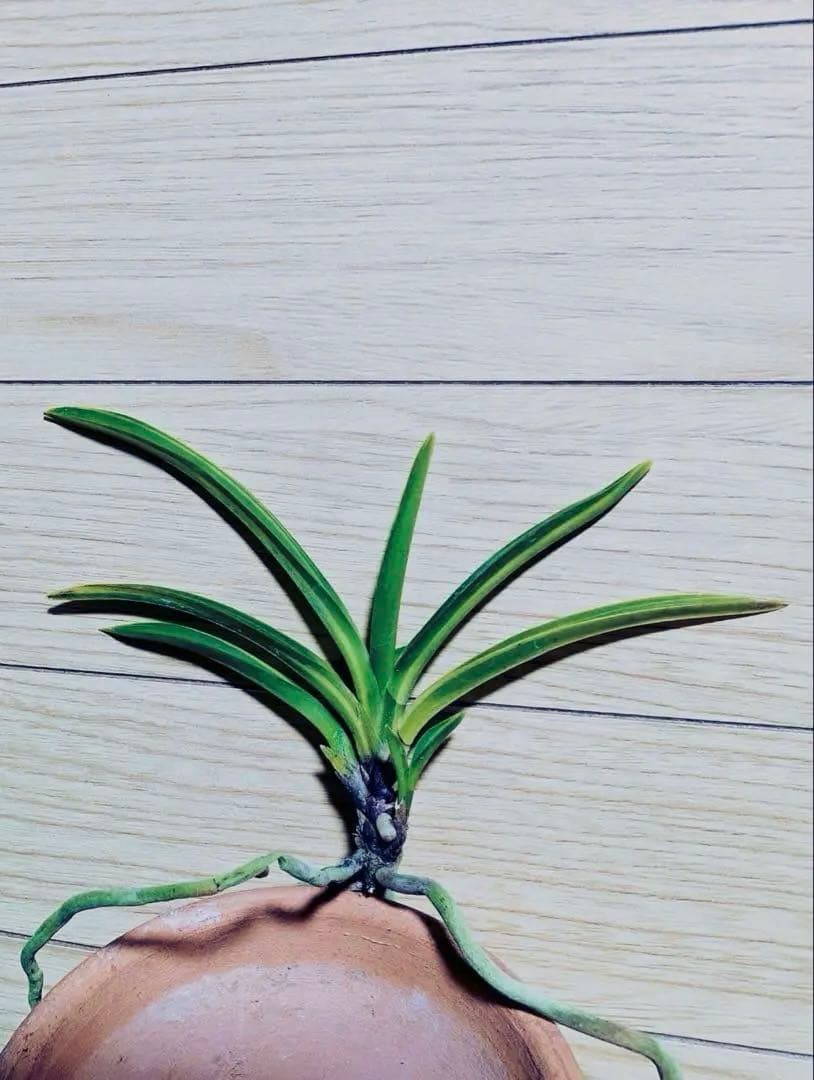 富貴蘭「長寿宝」長寿楽最高芸選別品