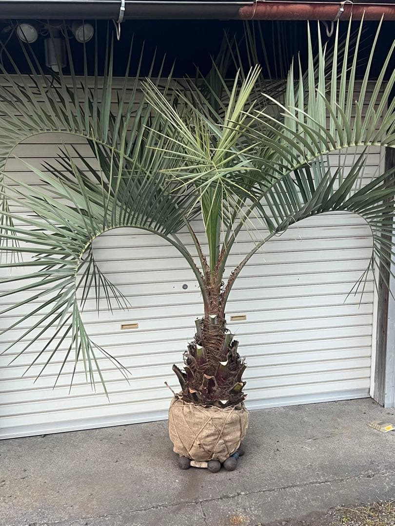 断捨離中　ココスヤシ　カルフォルニアスタイル　ヤシの木　送料込み価格