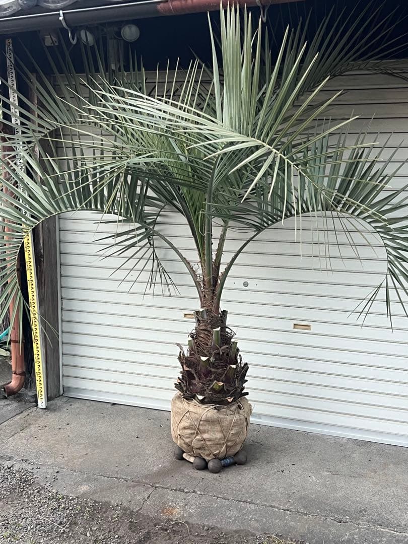 断捨離中　ココスヤシ　カルフォルニアスタイル　ヤシの木　送料込み価格
