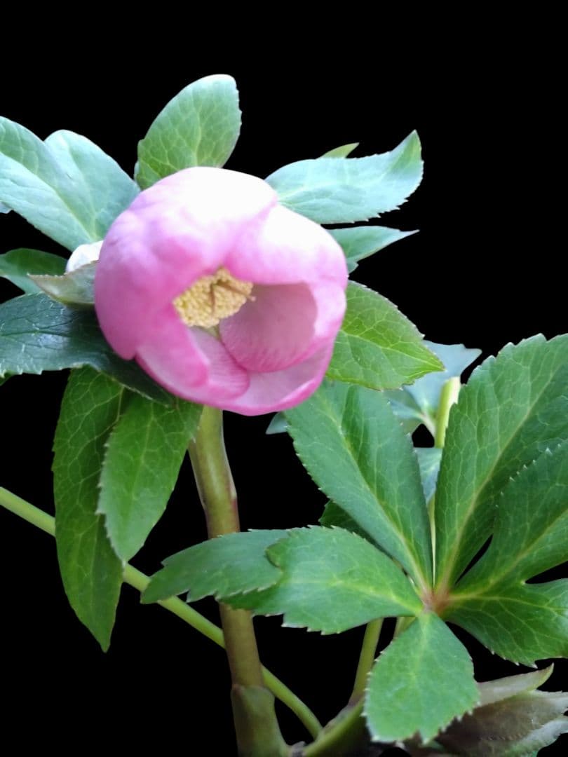 クリスマスローズ　チベタヌス交配