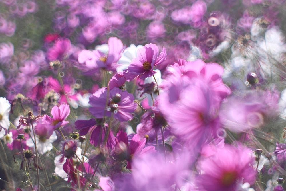 PENTAX SMC Takumar 55mm F1.8 宝石レンズ 改造レンズ