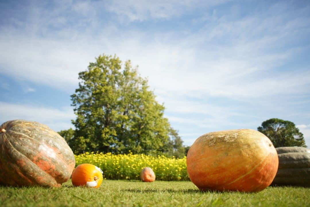 【動作確認済】CANON New FD 24mm f2.8 初期保証付き