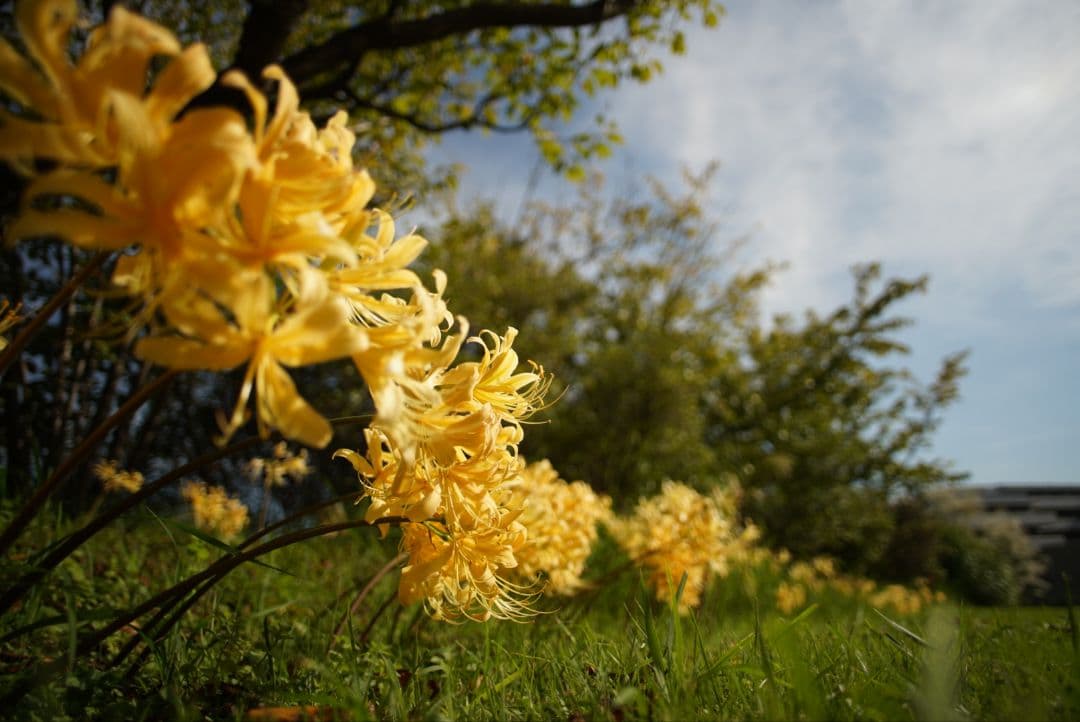 【動作確認済】CANON New FD 24mm f2.8 初期保証付き