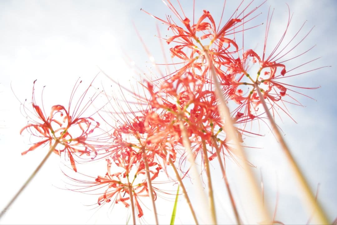 【動作確認済】CANON New FD 24mm f2.8 初期保証付き