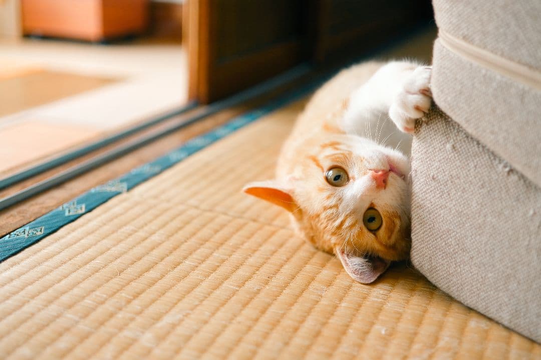 ZEISS Touit 1.8/32 レンズ Xマウント