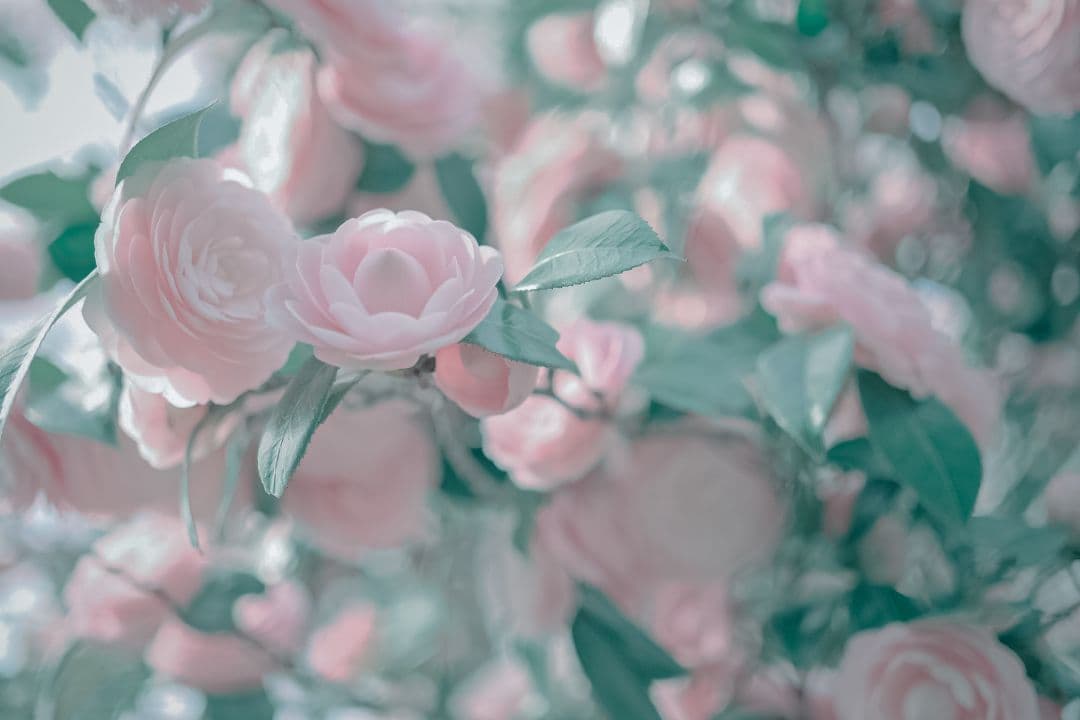 ZEISS Touit 1.8/32 レンズ Xマウント