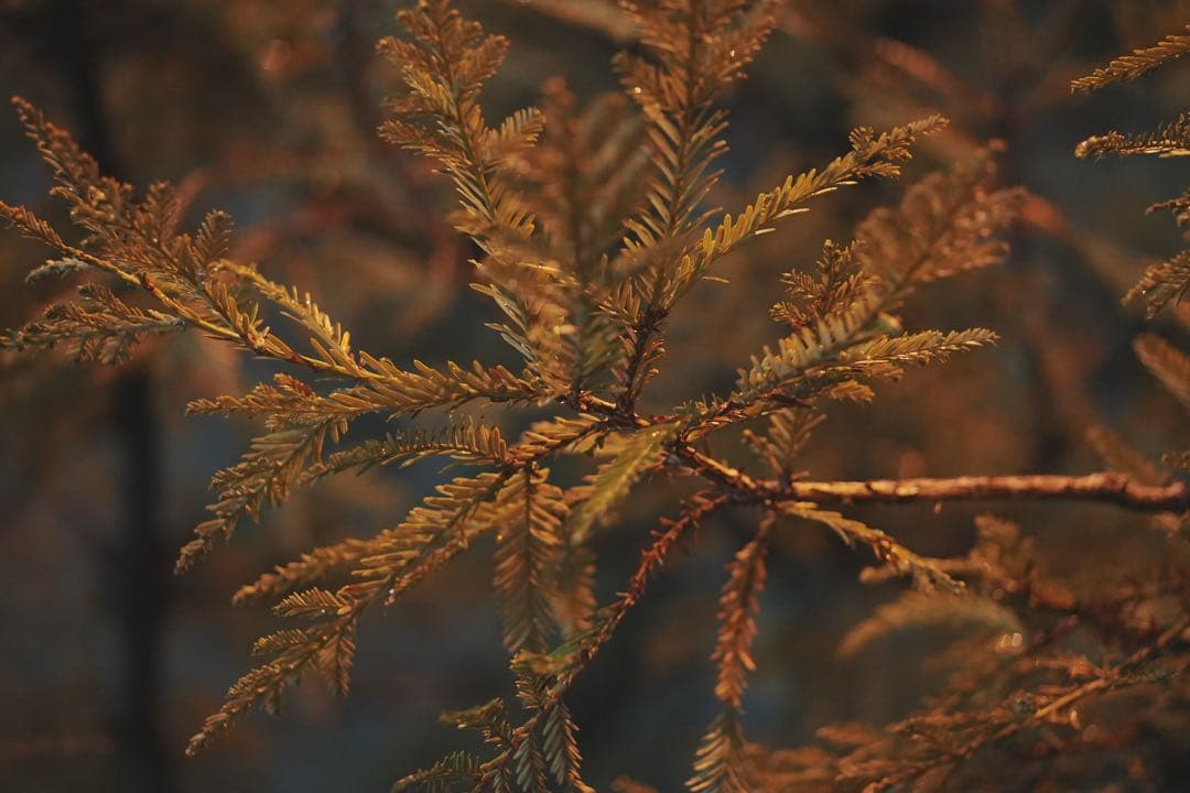 Sony E 50mm F1.8 OSS レンズ sel50f18