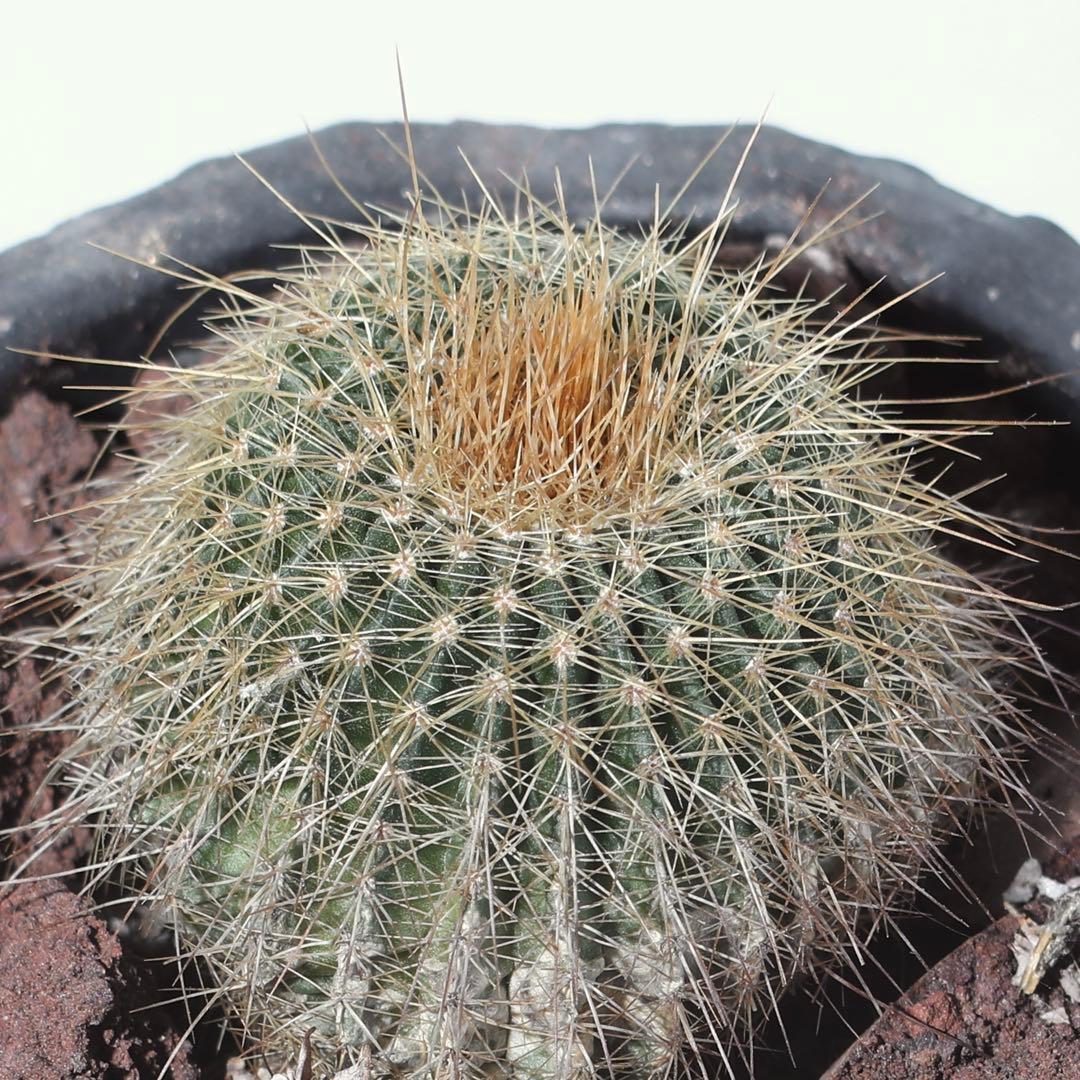 【完動品】Canon EF 100-300mm f/4.5-5.6 ズームレンズ