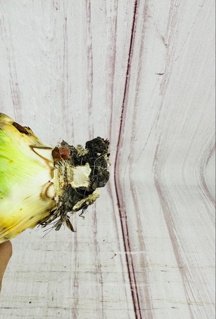 9 アガベ ユタエンシス エボリスピナ