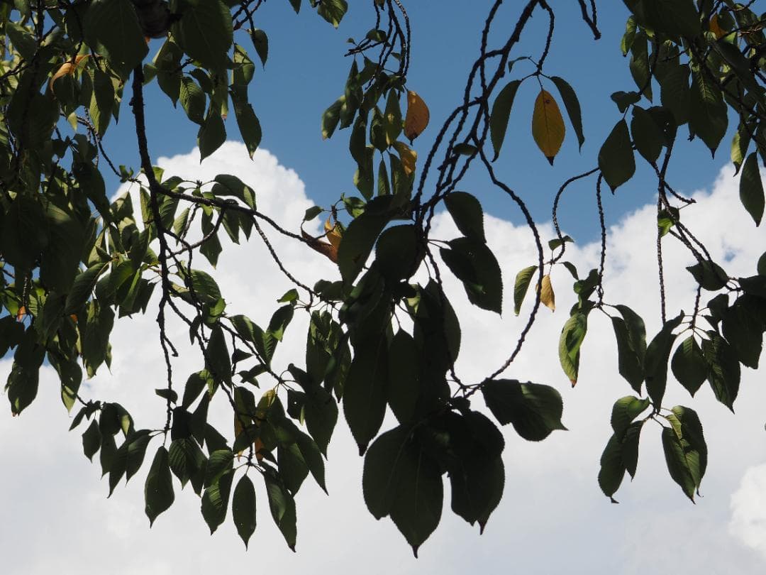 OLYMPUS OM-D E-M10 ダブルレンズキット スマホ転送OK