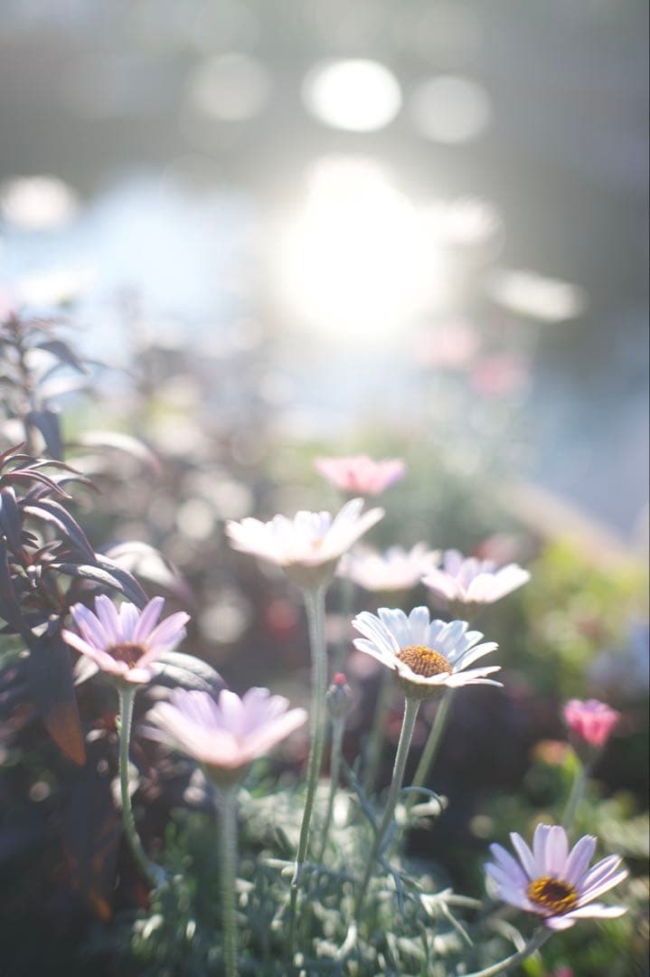 Nikon Z6 ボディ　ミラーレス一眼カメラ