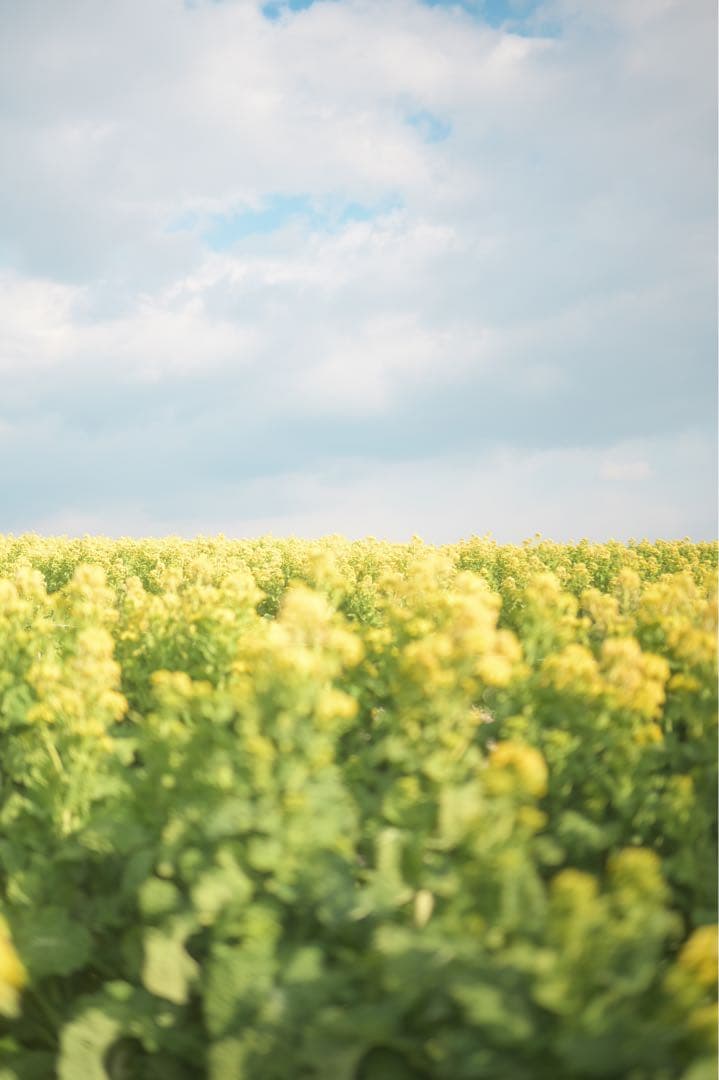 Nikon Z6 ボディ　ミラーレス一眼カメラ