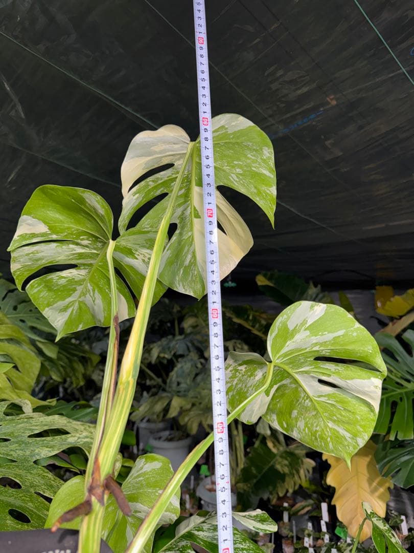 X2 モンステラ　ボルギシアナ　アルボ　ホワイトタイガー白斑　健康カット苗