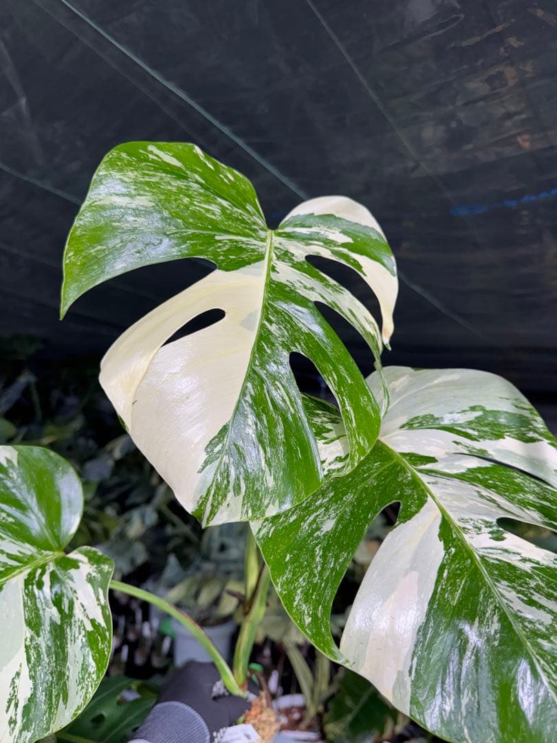 X2 モンステラ　ボルギシアナ　アルボ　ホワイトタイガー白斑　健康カット苗