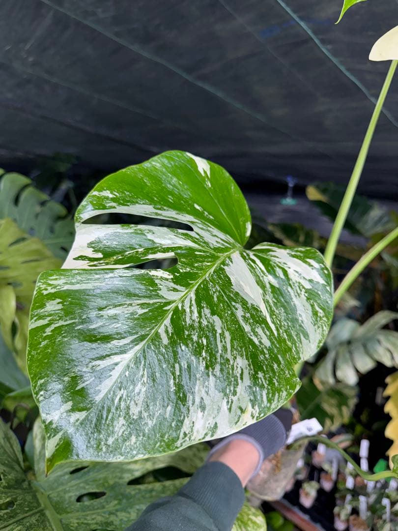 X2 モンステラ　ボルギシアナ　アルボ　ホワイトタイガー白斑　健康カット苗