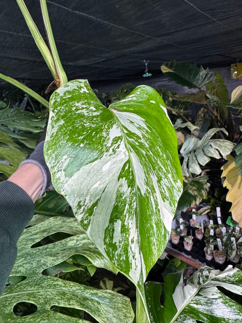 X2 モンステラ　ボルギシアナ　アルボ　ホワイトタイガー白斑　健康カット苗