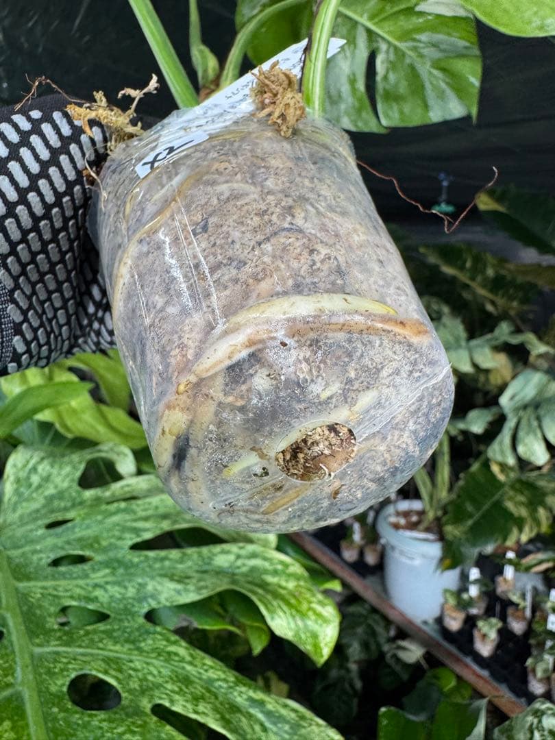 X2 モンステラ　ボルギシアナ　アルボ　ホワイトタイガー白斑　健康カット苗