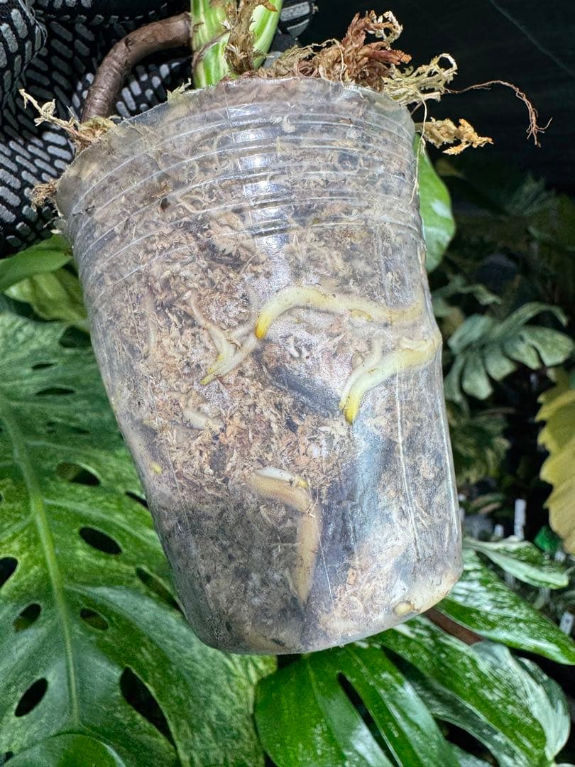 X2 モンステラ　ボルギシアナ　アルボ　ホワイトタイガー白斑　健康カット苗