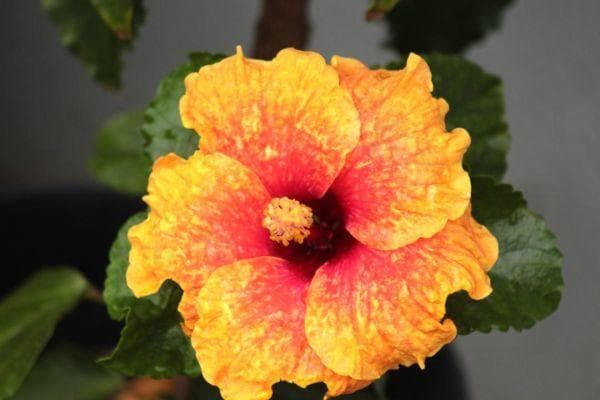 ★人気！極上★CANON キヤノン EF 75-300mm F4-5.6 USM