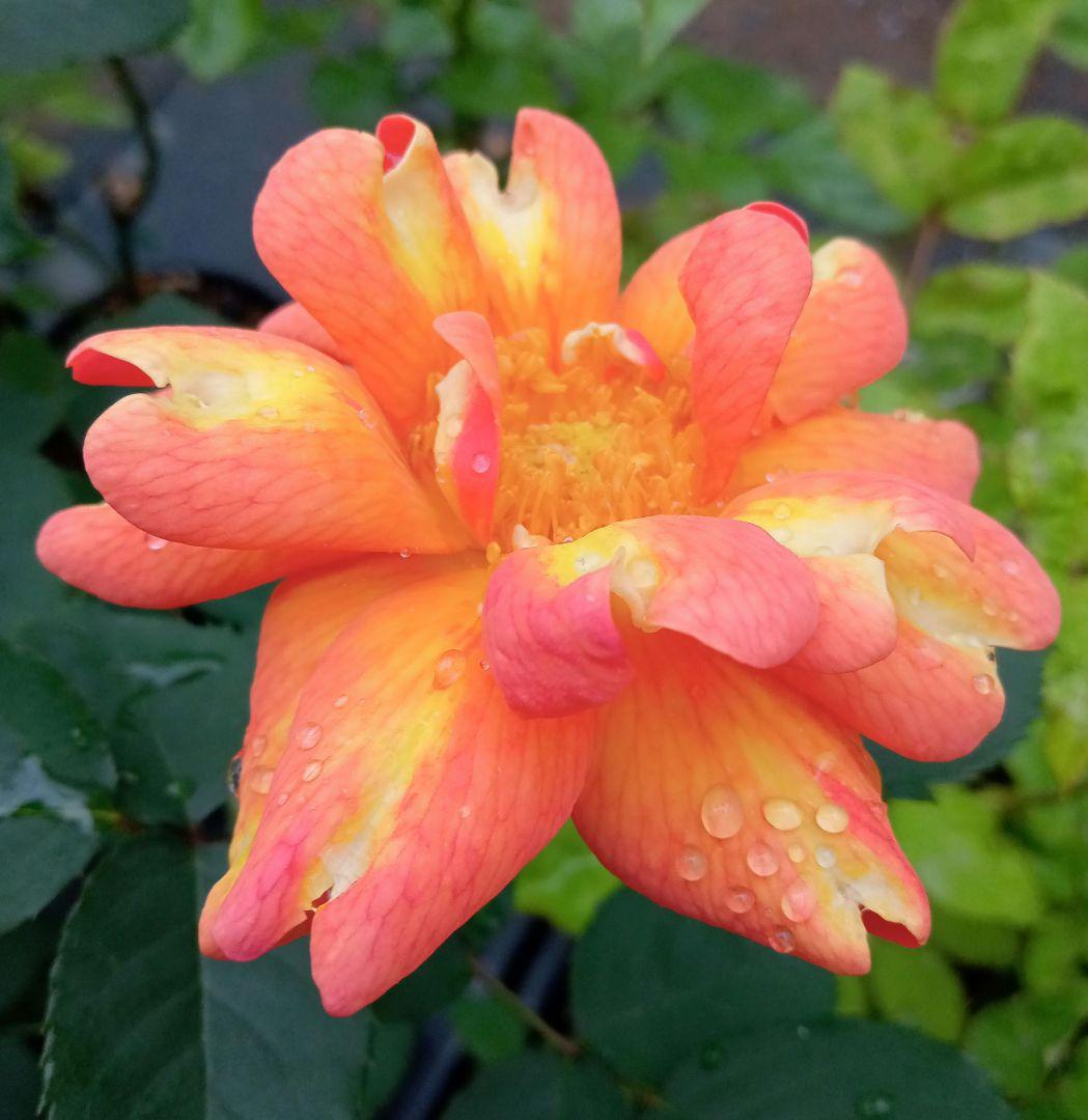 バラ苗(入手困難有名廃盤種) 超激レア種 接ぎ木大苗