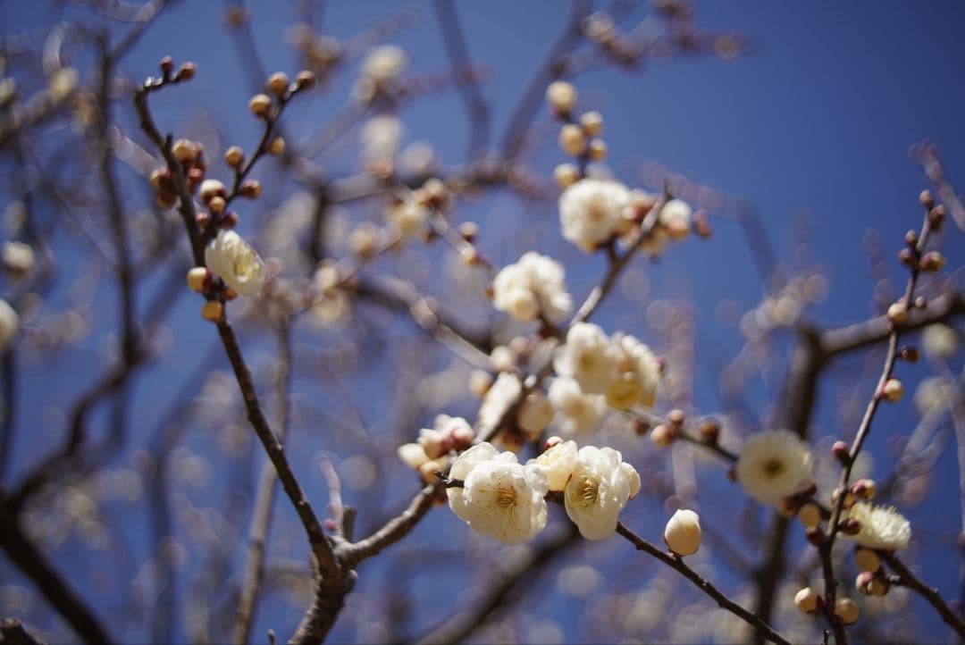 【分解清掃済】Nikon Ai-s 35mm f2.8 初期不良保証付き