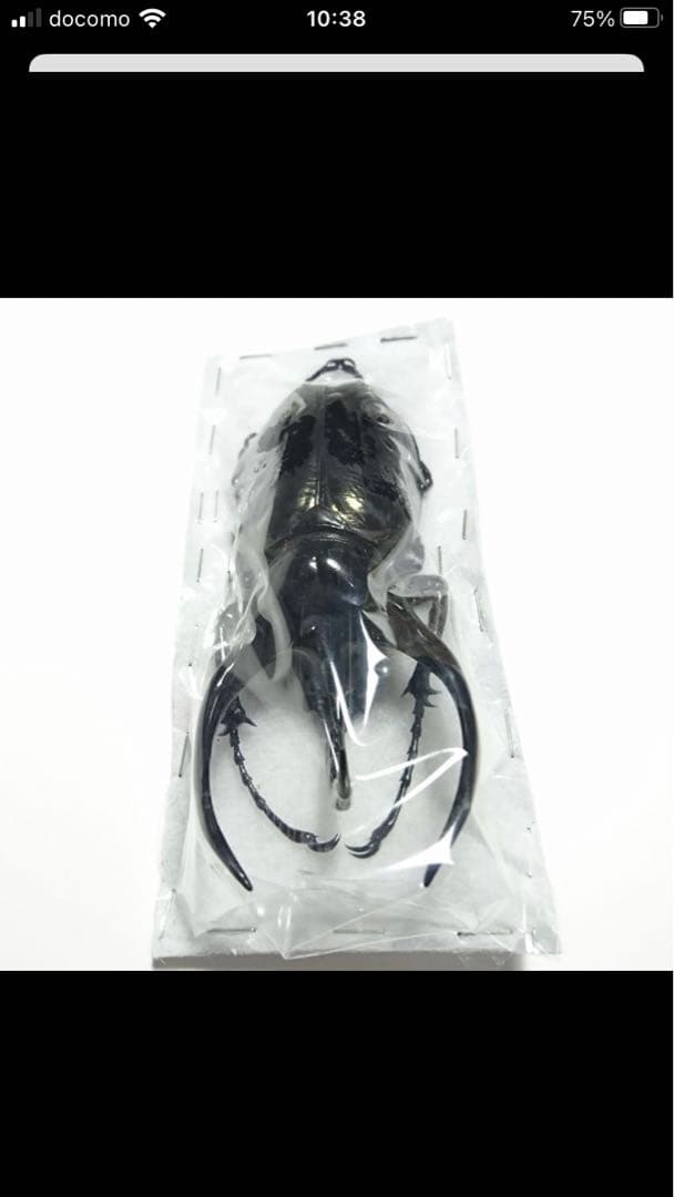 タイリクコーカサスオオカブト♂標本