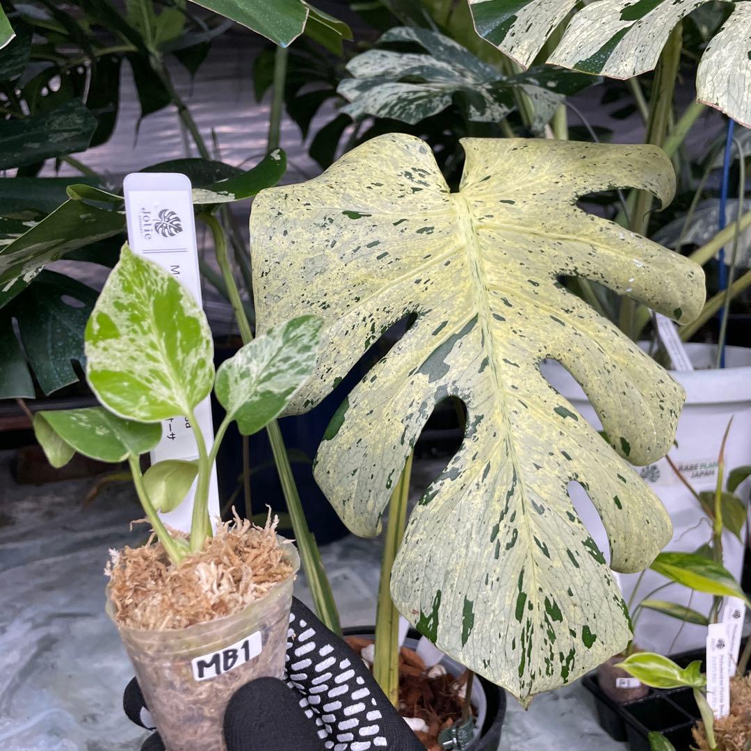 MB1 モンステラ　デリシオーサ　ベトシオーサ　2寸ポリポット　ネコポス発送