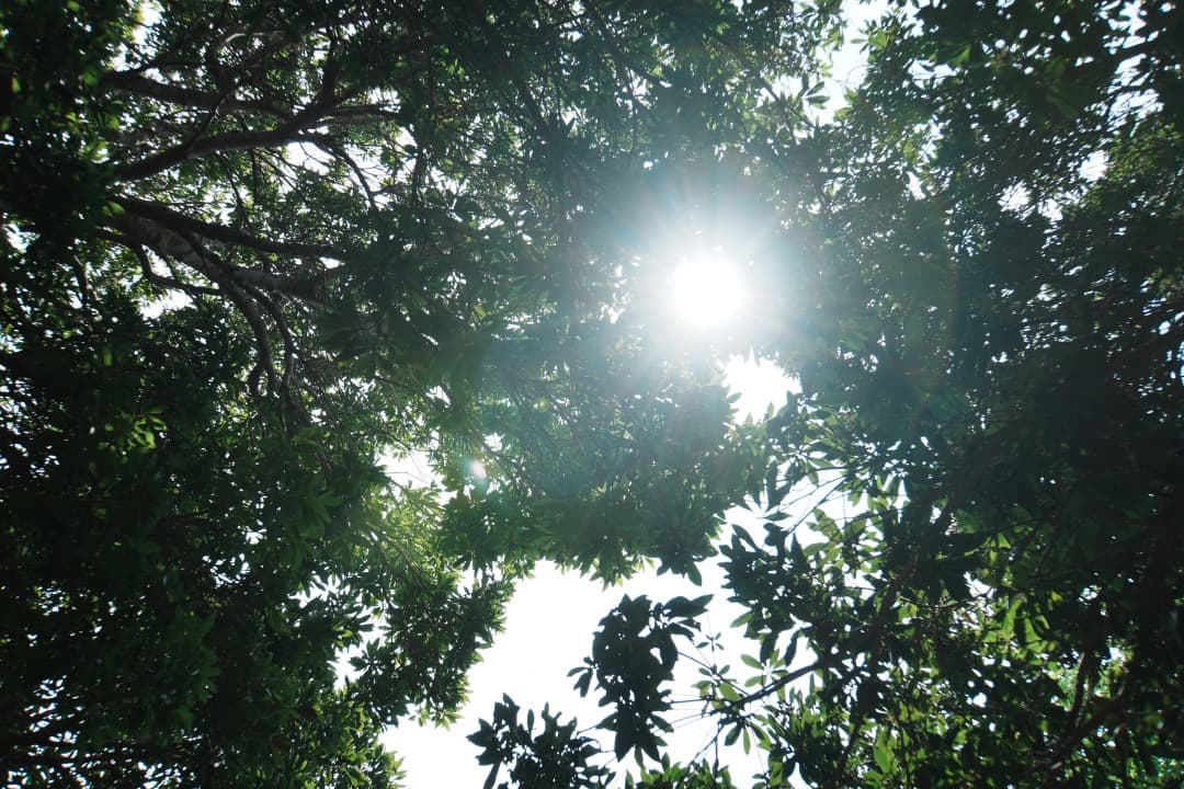 【これ1本】動作◎ SONY SEL18200LE 望遠ズームレンズ 668