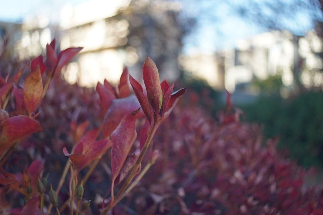 066_Schneider Cinegon 10mm f:1.8 シュナイダー