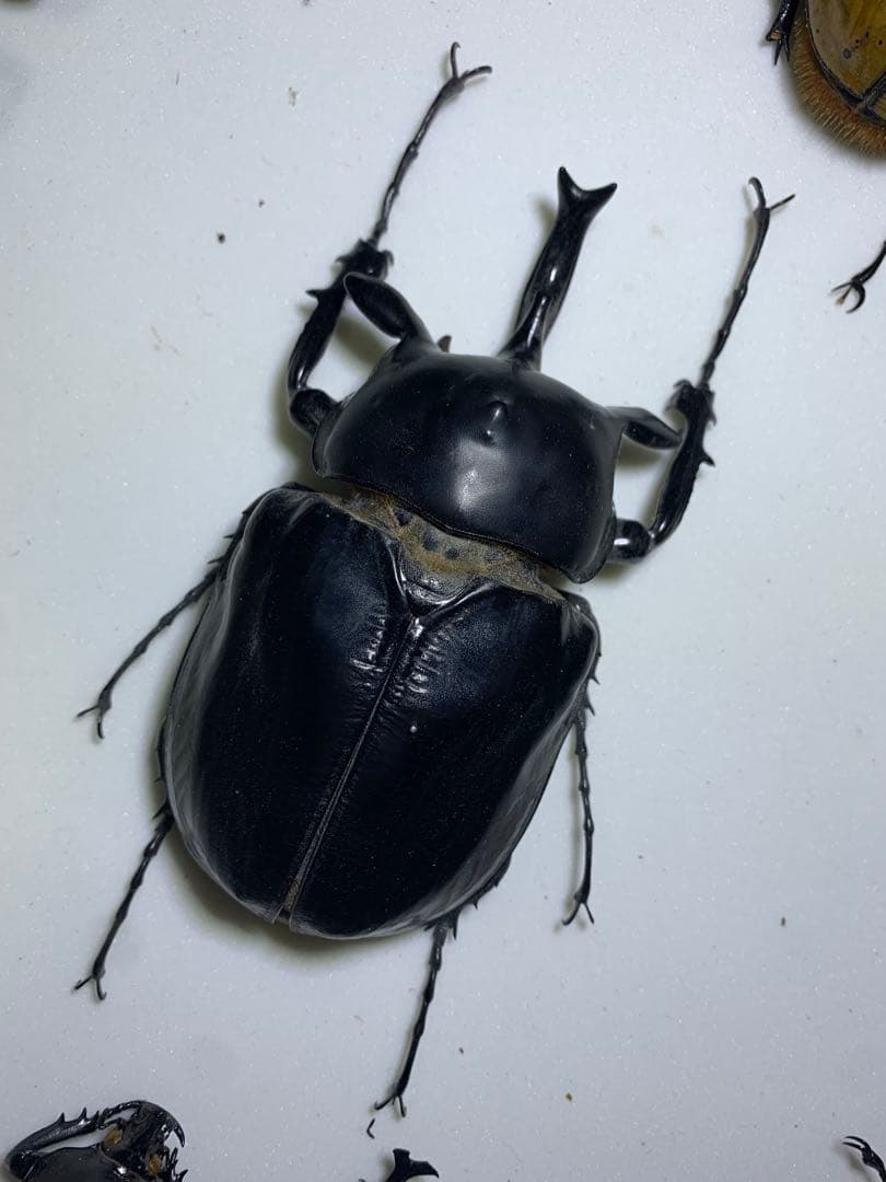 アクティオンゾウカブト　♂2頭　標本