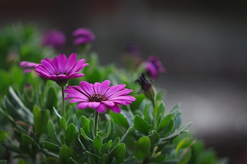 73 デッドストック　ぐるぐるボケレンズ　ヘリオス　44-2　M42